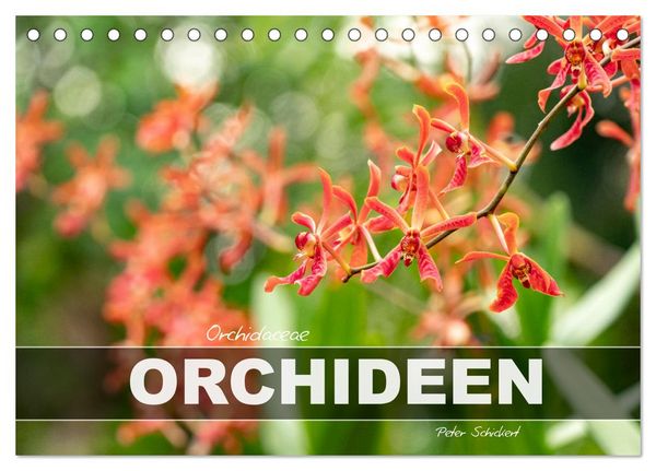 Orchidaceae - Orchideen (Tischkalender 2026 DIN A5 quer), CALVENDO Monatskalender