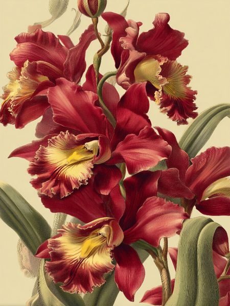 CALVENDO Puzzle Exotische Orchideen sind edel, selten und faszinierend 1000 Teile Lege-Größe 64x48cm Foto-Puzzle für glückliche Stunden