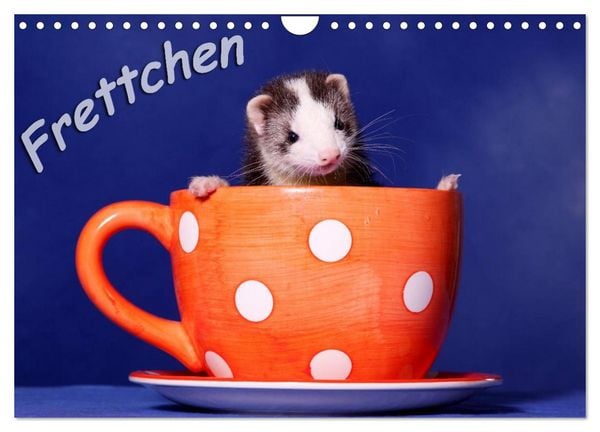 Frettchen - Ferrets (Wandkalender 2026 DIN A4 quer), CALVENDO Monatskalender