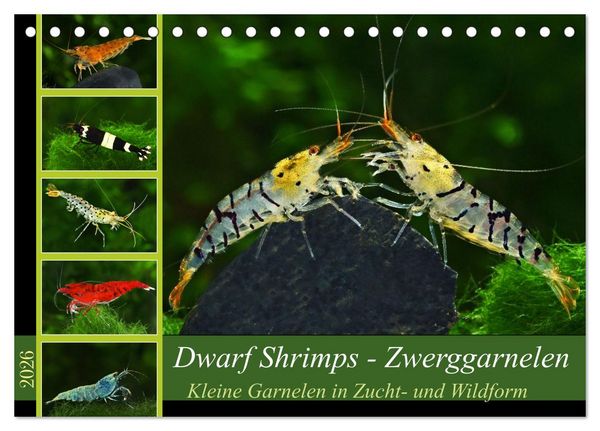 Dwarf Shrimps - Zwerggarnelen (Tischkalender 2026 DIN A5 quer), CALVENDO Monatskalender