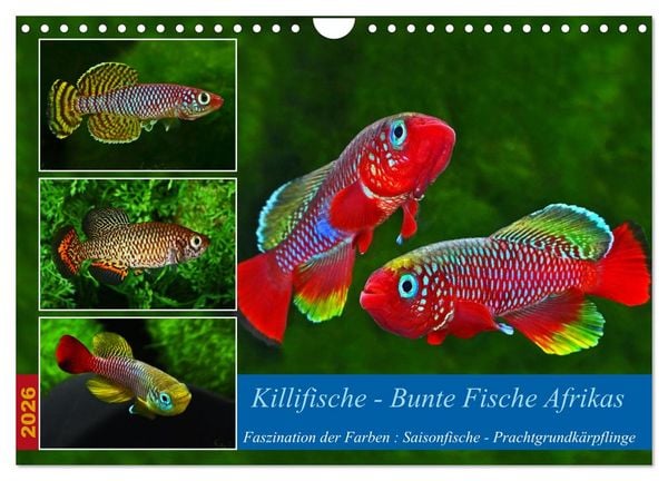 Killifische – Bunte Fische Afrikas (Wandkalender 2026 DIN A4 quer), CALVENDO Monatskalender