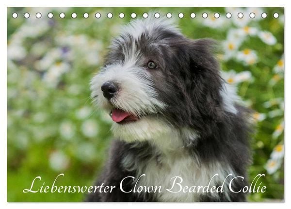 Liebenswerter Clown Bearded Collie (Tischkalender 2027 DIN A5 quer), CALVENDO Monatskalender