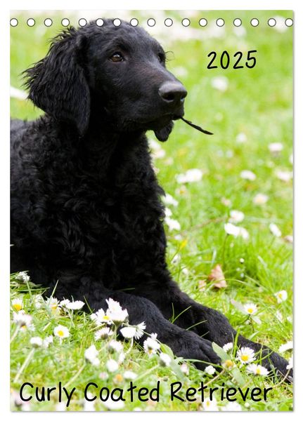 Curly Coated Retriever 2025 (Tischkalender 2025 DIN A5 hoch), CALVENDO Monatskalender