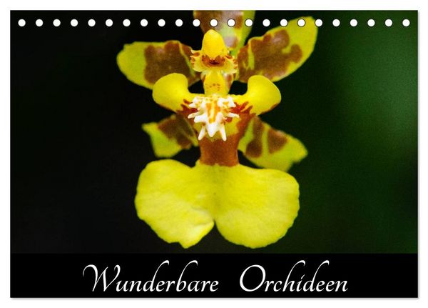 Wunderbare Orchideen (Tischkalender 2026 DIN A5 quer), CALVENDO Monatskalender