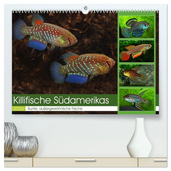 Killifische Südamerikas (hochwertiger Premium Wandkalender 2026 DIN A2 quer), Kunstdruck in Hochglanz