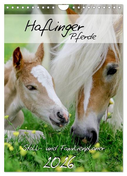 Haflinger Pferde - Stall- und Familienplaner 2026 (Wandkalender 2026 DIN A4 hoch), CALVENDO Monatskalender