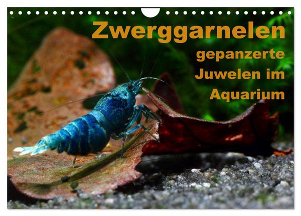 Zwerggarnelen - gepanzerte Juwelen im Aquarium (Wandkalender 2026 DIN A4 quer), CALVENDO Monatskalender