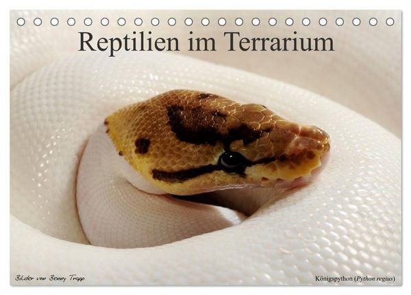 REPTILIEN IM TERRARIUM (Tischkalender 2027 DIN A5 quer), CALVENDO Monatskalender