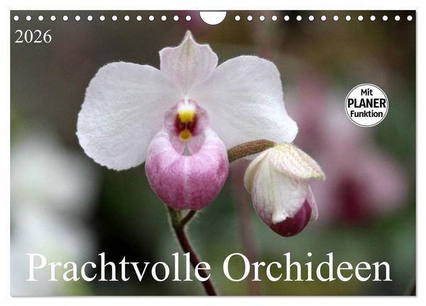 Prachtvolle Orchideen (Wandkalender 2026 DIN A4 quer), CALVENDO Monatskalender