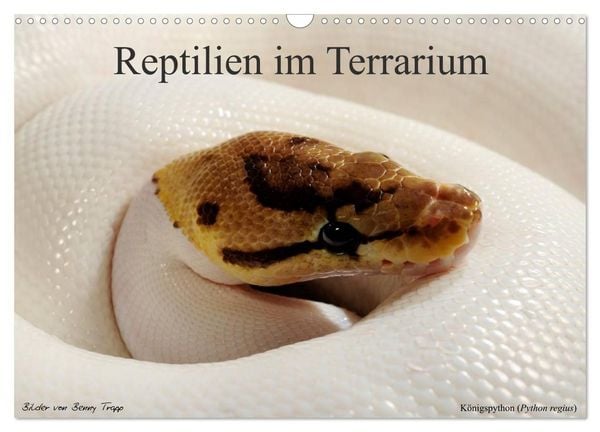 REPTILIEN IM TERRARIUM (Wandkalender 2027 DIN A3 quer), CALVENDO Monatskalender