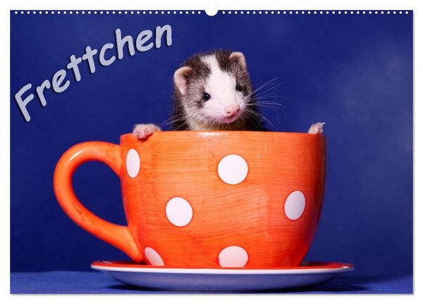 Frettchen - Ferrets (Wandkalender 2027 DIN A2 quer), CALVENDO Monatskalender