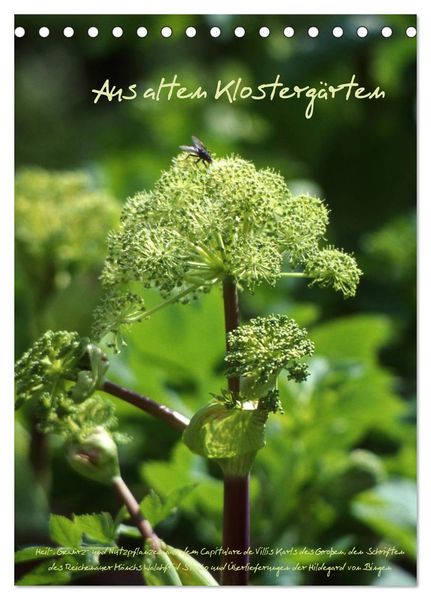 Aus alten Klostergärten (Tischkalender 2025 DIN A5 hoch), CALVENDO Monatskalender