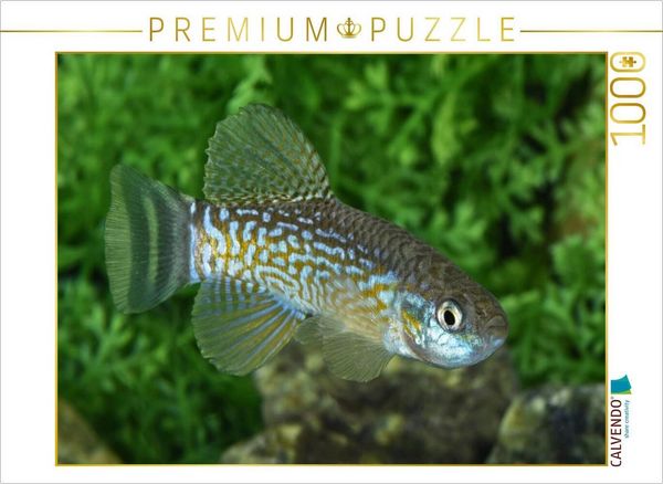 CALVENDO Puzzle Aphanius dispar - Bahrein 1000 Teile Lege-Größe 64x48cm Foto-Puzzle für glückliche Stunden