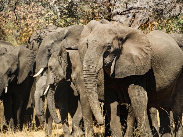 CALVENDO Puzzle Elefanten im Bwabwata Nationalpark 1000 Teile Puzzle quer 1000 Teile Lege-Größe 64 × 48 cm Foto-Puzzle für glückliche Stunden