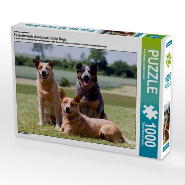 CALVENDO Puzzle Ein Motiv aus dem Kalender Faszinierende Australian Cattle Dogs 1000 Teile Lege-Größe 64x48cm Foto-Puzzle für glückliche Stunden