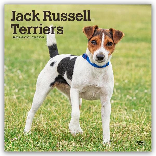 Jack Russel Terriers – Jack Russel Terrier 2026 – 16-Monatskalender