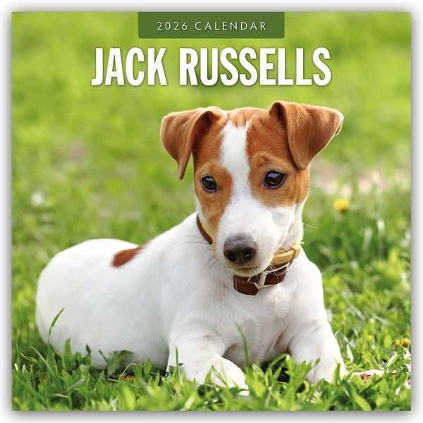 Jack Russells – Jack Russell Terrier 2026 – 16-Monatskalender
