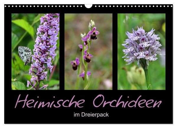 Heimische Orchideen im Dreierpack (Wandkalender 2027 DIN A3 quer), CALVENDO Monatskalender