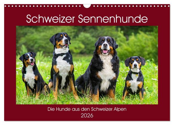 Schweizer Sennenhunde - die Hunde aus den Schweizer Alpen (Wandkalender 2026 DIN A3 quer), CALVENDO Monatskalender