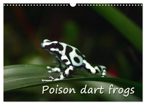 Poison dart frogs / UK-Version / Birthday Calendar (Wall Calendar 2026 DIN A3 landscape), CALVENDO 12 Month Wall Calendar
