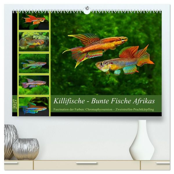 Killifische – Bunte Fische Afrikas (hochwertiger Premium Wandkalender 2027 DIN A2 quer), Kunstdruck in Hochglanz