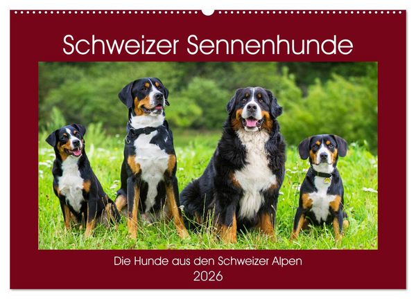 Schweizer Sennenhunde - die Hunde aus den Schweizer Alpen (Wandkalender 2026 DIN A2 quer), CALVENDO Monatskalender