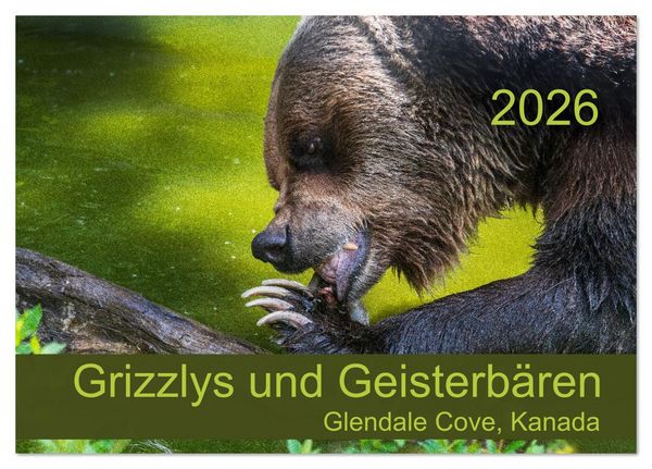 Grizzlys und Geisterbären - Glendale Cove, Kanada (Tischkalender 2026 DIN A5 quer), CALVENDO Monatskalender