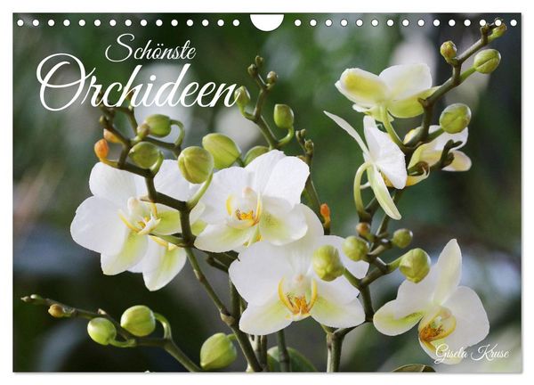 Schönste Orchideen (Wandkalender 2026 DIN A4 quer), CALVENDO Monatskalender