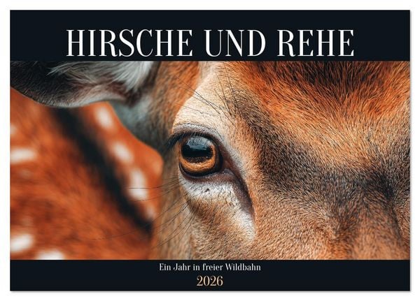HIRSCHE UND REHE - Ein Jahr in freier Wildbahn (Tischkalender 2026 DIN A5 quer), CALVENDO Monatskalender