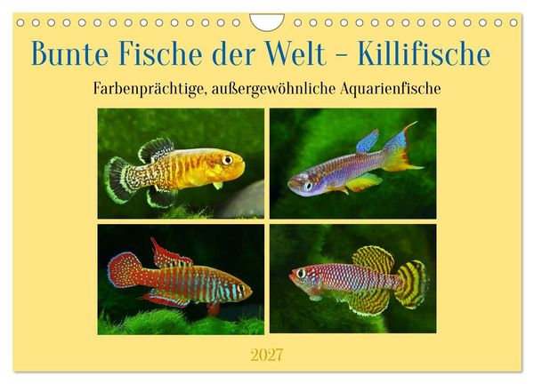 Bunte Fische der Welt - Killifische (Wandkalender 2027 DIN A4 quer), CALVENDO Monatskalender
