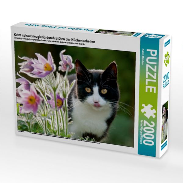 Katze schaut neugierig durch Blüten der Küchenschellen (Puzzle)