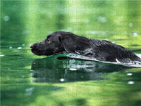 CALVENDO Puzzle Schwarzer Labrador schwimmt im Wasser 1000 Teile Puzzle quer 1000 Teile Lege-Größe 64 × 48 cm Foto-Puzzle für glückliche Stunden