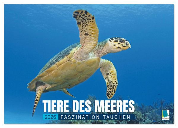 Tiere des Meeres: Faszination Tauchen (Tischkalender 2026 DIN A5 quer), CALVENDO Monatskalender