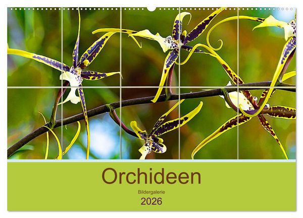 Orchideen Bildergalerie (Wandkalender 2026 DIN A2 quer), CALVENDO Monatskalender
