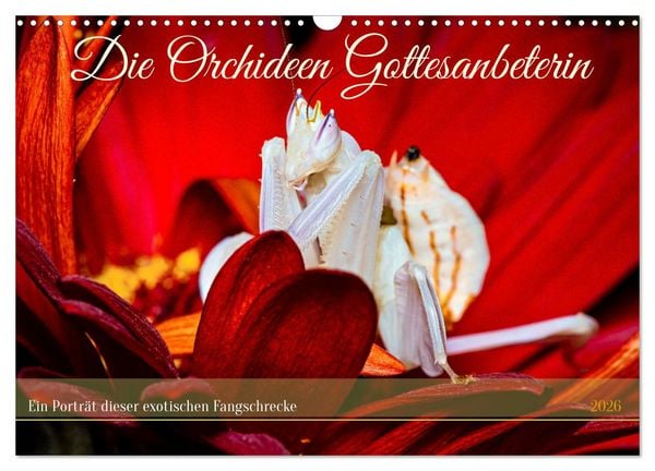 Die Orchideen Gottesanbeterin (Wandkalender 2026 DIN A3 quer), CALVENDO Monatskalender