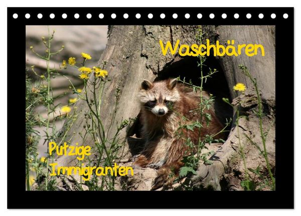 Waschbären (Tischkalender 2027 DIN A5 quer), CALVENDO Monatskalender
