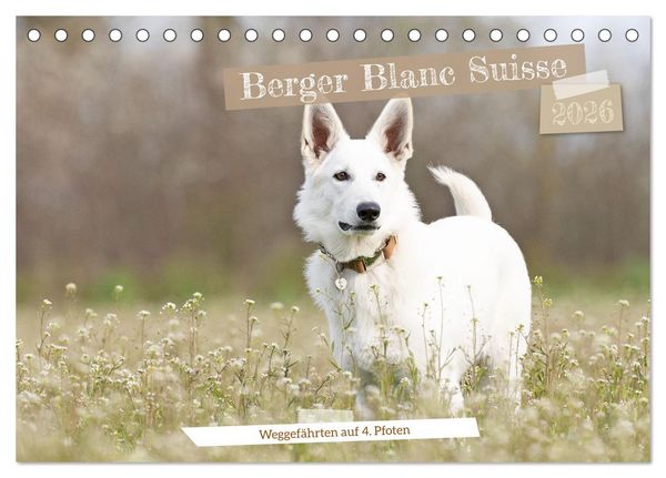 Berger Blanc Suisse - Weggefährten auf 4 Pfoten (Tischkalender 2026 DIN A5 quer), CALVENDO Monatskalender