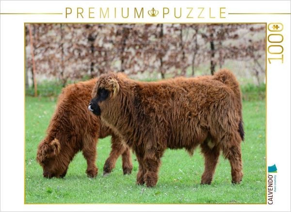 CALVENDO Puzzle Der Nachwuchs bei den gällischen Rindern zieht jede Wiese einem Stall vor. 1000 Teile Lege-Größe 64x48cm Foto-Puzzle für glückliche