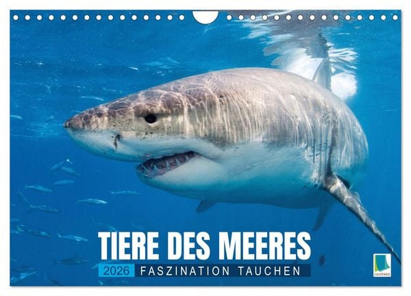 Tiere des Meeres: Faszination Tauchen (Wandkalender 2026 DIN A4 quer), CALVENDO Monatskalender