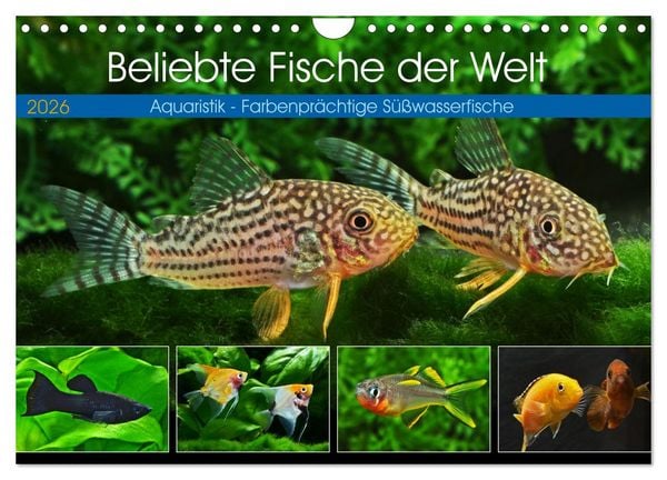 Beliebte Fische der Welt (Wandkalender 2026 DIN A4 quer), CALVENDO Monatskalender