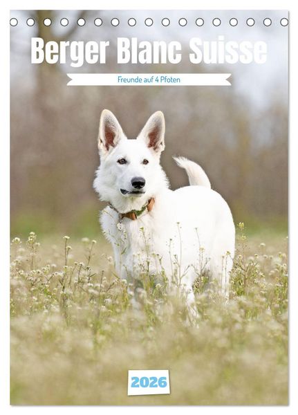Berger Blanc Suisse - Freunde auf 4 Pfoten (Tischkalender 2026 DIN A5 hoch), CALVENDO Monatskalender
