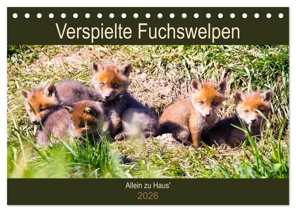 Verspielte Fuchswelpen - Allein zu Haus' (Tischkalender 2026 DIN A5 quer), CALVENDO Monatskalender