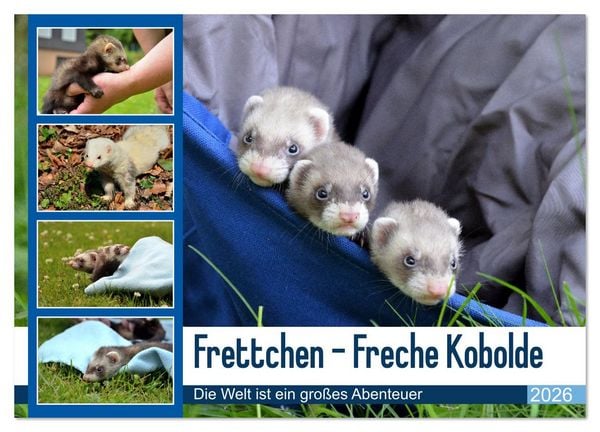 Frettchen - Freche Kobolde (Wandkalender 2026 DIN A4 quer), CALVENDO Monatskalender