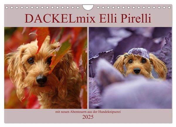 DACKELmix Elli Pirelli (Wandkalender 2025 DIN A4 quer), CALVENDO Monatskalender