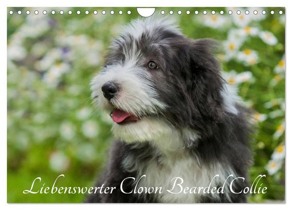 Liebenswerter Clown Bearded Collie (Wandkalender 2026 DIN A4 quer), CALVENDO Monatskalender