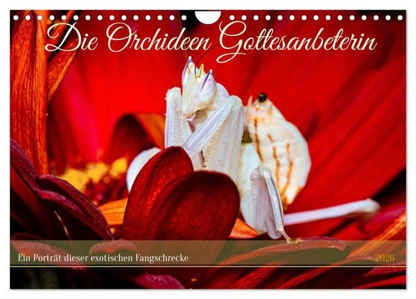 Die Orchideen Gottesanbeterin (Wandkalender 2026 DIN A4 quer), CALVENDO Monatskalender