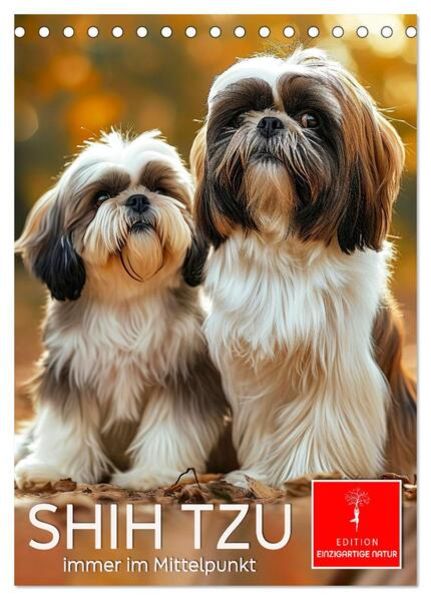 Shih Tzu - immer im Mittelpunkt (Tischkalender 2025 DIN A5 hoch), CALVENDO Monatskalender