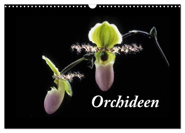 Orchideen 2027 (Wandkalender 2027 DIN A3 quer), CALVENDO Monatskalender