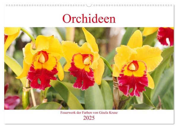 Orchideen Feuerwerk der Farben (Wandkalender 2025 DIN A2 quer), CALVENDO Monatskalender