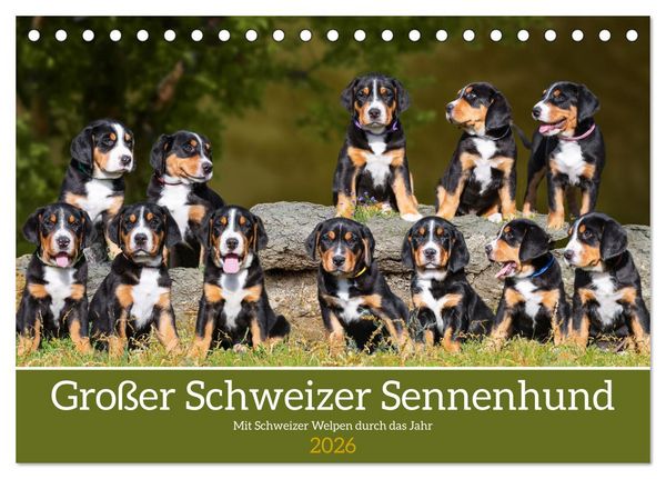 Großer Schweizer Sennenhund - Mit Schweizer Welpen durch das Jahr (Tischkalender 2026 DIN A5 quer), CALVENDO Monatskalender